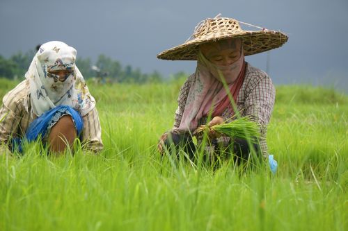 nepali,women,working,farmland,chitwan,nepal
