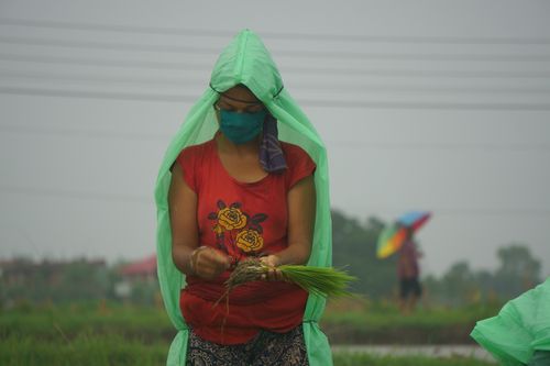 nepali,girl,wearing,clothes,mask,due,covid-19,fear,working,farmland,chitwan,nepal