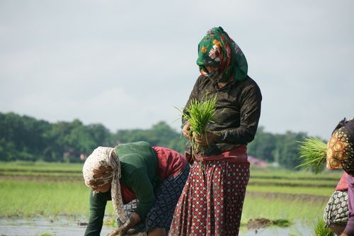 nepali,women,covering,faces,scarfs,due,covid-19,fear,planting,corps,chitwan,nepal