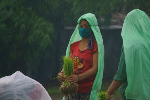 nepaligirl,working,farmland,covering,face,mask,due,covid-19,fear,chitwan,nepal