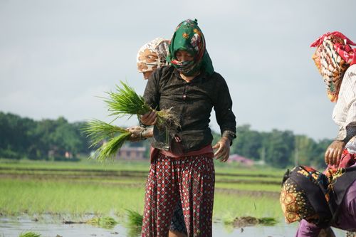 nepali,women,covering,faces,scarfs,due,covid-19,fear,planting,corps,chitwan,nepal