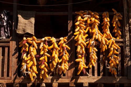 corns,drying,traditional,rukum,nepal
