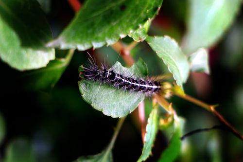 cabbage,white,caterpillars,small,white-,photography,stock,image,nepal_photographyby,sitamayashrestha