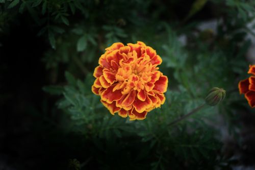 marigold,flower,stock,image,nepal_photographyby,sitamayashrestha