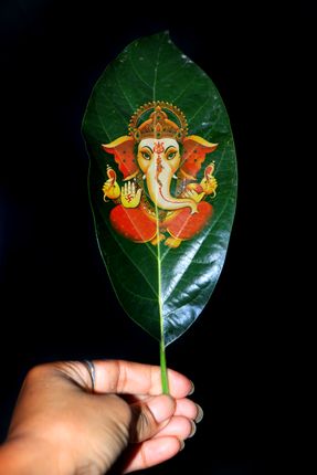 green,leaf,ganesh,god#,creative,photography,#stock,image#,nepal,sita,maya,shrestha