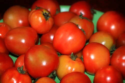 tomato,image,vegetable,stock,nepal,_photography,sita,maya,shrestha