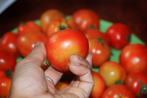 tomato,image,vegetable,stock,nepal,_photography,sita,maya,shrestha