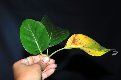 nature,yellow&,green,leaf,holding,hand,photography,stock,image,nepal,sita,maya,shrestha