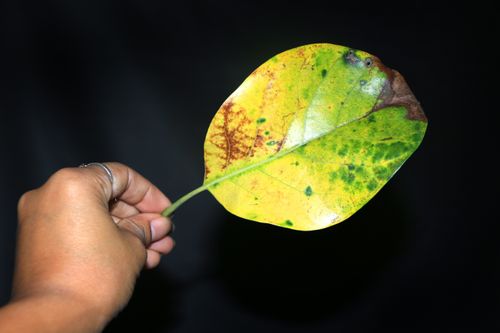 nature,yellow,leaf,holding,hand,photography,stock,image,nepal,sita,maya,shrestha