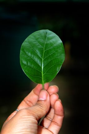 nature,leaf,holding,hand,photography,stock,image,nepal,sita,maya,shrestha