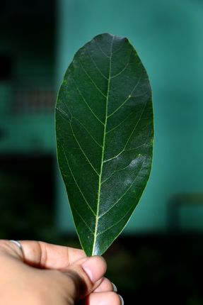 nature,leaf,holding,hand,photography,stock,image,nepal,sita,maya,shrestha