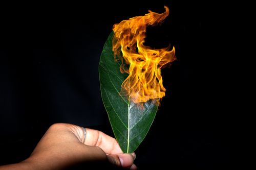 burning,green,leaf,stock,image,nepal,photographyby,sita,maya,shrestha