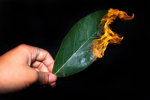 burning,green,leaf,stock,image,nepal,photographyby,sita,maya,shrestha