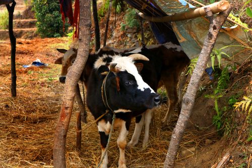 cow,#sindhupalchok,village,nature,photography,stock,nepal,sita,maya,shrestha