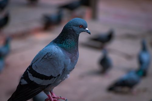 closeup,pigeon,patan,durbar,square,nepal
