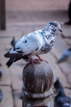 closeup,pigeon,patan,durbar,square,nepal