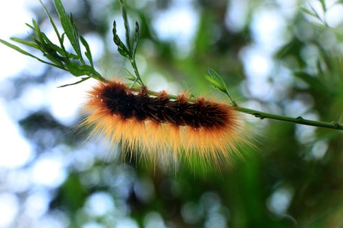 fuzzy,caterpillar,image,stock,image#,nepal,_photography,sita,maya,shrestha