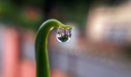 close,shot,water,droplet,reflection,tree,inside