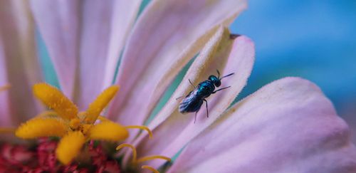 picture,insect,sitting,flower