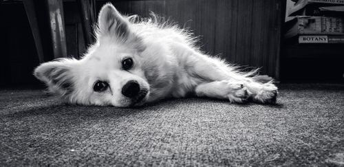 black,whit,picture,pet,dog,indian,spitz,breed
