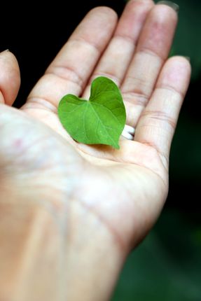 hand,holding,heart-shaped,leaf,#stock,image,nepal,photography,sita,maya,shrestha