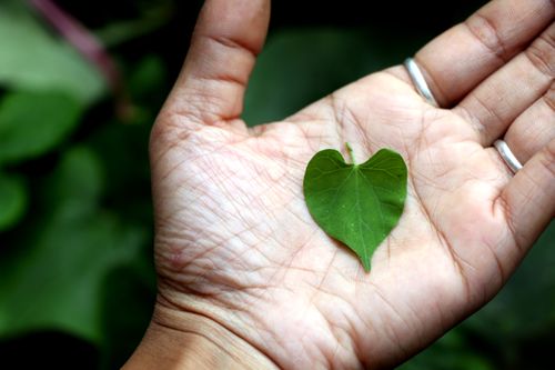 hand,holding,heart-shaped,leaf,#stock,image,nepal,photography,sita,maya,shrestha