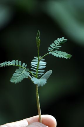 green,leaf,plant,photography,stock,image,nepal,sita,maya,shrestha