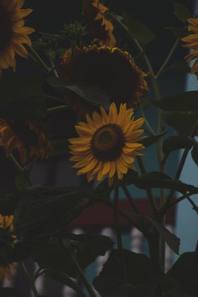 sunflower,genus,helianthus,species,herbaceous,plants,aster,family,asteraceae,sunflowers,native,primarily,north,south,america,cultivated,ornamentals,spectacular,size,flower,heads,edible,seeds,jerusalem,artichoke,tuberosus,underground,tubers