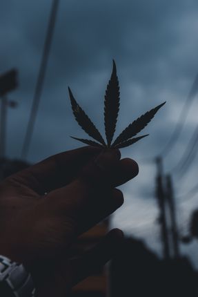 hand,holding,marijuana,leaf