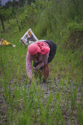 women,working,rice,field