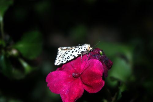gypsy,moth#,macro,photography#,stock,image,nepal,photography,sita,maya,shrestha