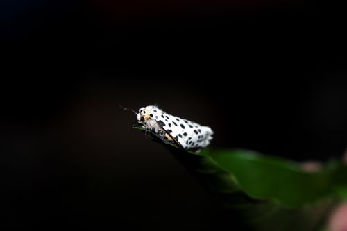 gypsy,moth#,macro,photography#,stock,image,nepal,photography,sita,maya,shrestha