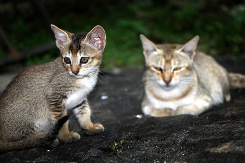cat,kitten,photography#,stock,image,nepal,photography,sita,maya,shrestha
