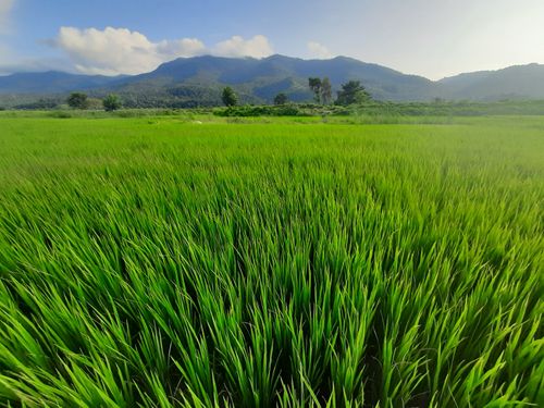 photo,field,paddy,western,nepal