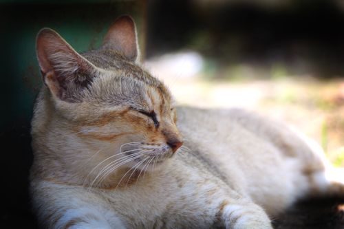 cat,sleep,#stock,image,nepal,photography,sita,maya,shrestha