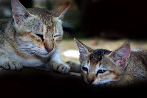 sleeping,kitten,mom,cat,#stock,image,nepal,photography,sita,maya,shrestha