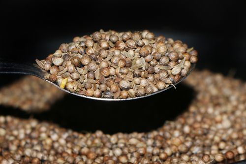 coriander,seeds,stock,image,nepal_photography,sita,maya,shrestha