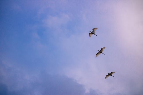 egret,returning,home,blue,sky