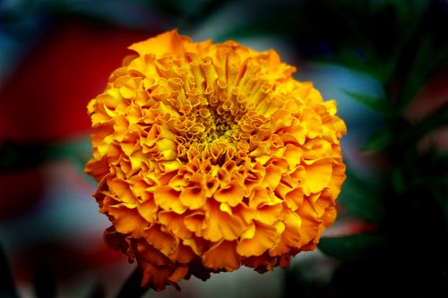 marigold,flower,photography#stock,image,#nepalphotography,sita,maya,shrestha