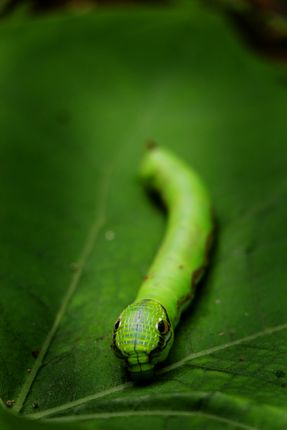 caterpillar,macro,photography,#stock,image#,nepal,sita,maya,shrestha
