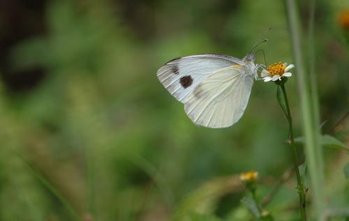 beautiful,white,butterfly,black,spot,sucking,nectar,small,flower,nuwakotnepal
