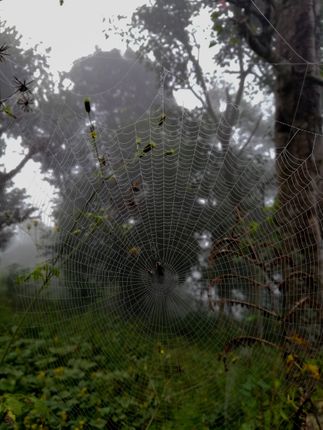 spider,net,morning,nepal