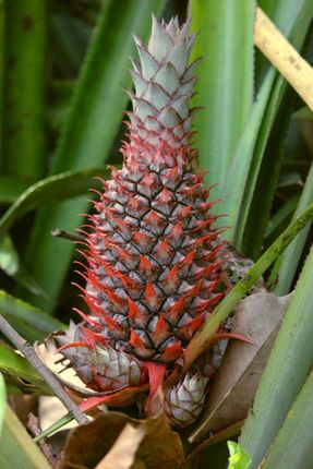 pineapple,fruitorganic,bush,nuwakotnepal