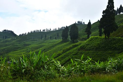 tea,garden,nepal,illam,place,famous,great,spot,enjoy,greenery,cup,warm