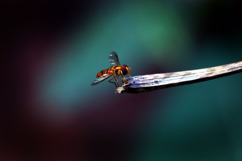 small,hoverfly,stock,image,nepalphotography,sita,maya,shrestha