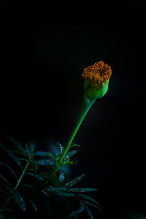 marigold,flower,stock,image,nepal_photography,sita,maya,shrestha