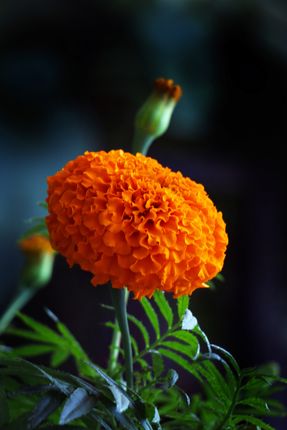 marigold,flower,stock,image,nepal_photography,sita,maya,shrestha