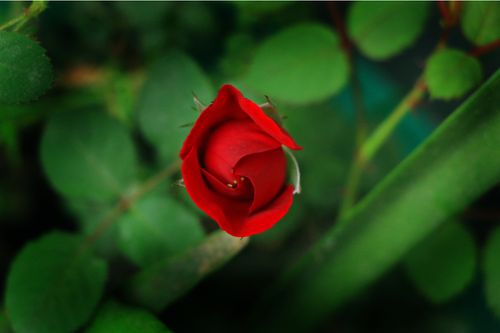 red,rose,bud,stock,image#nepal_photography,sita,maya,shrestha