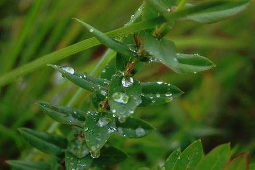 morning,dew,wild,grass,water,droplets,crystal,clear,spreads,positivity