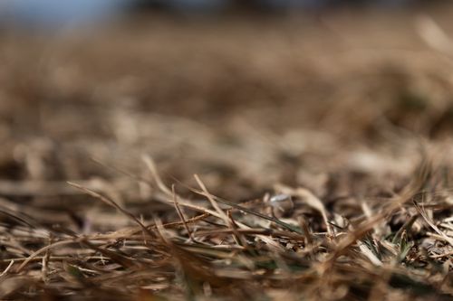 dried,grass,background,blurred,surrounding